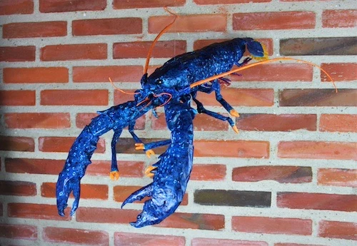 Le homard bleu